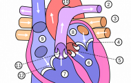 Human Heart Anatomy